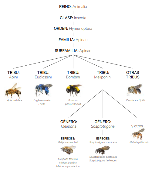 **Figura 4.1. Agrupación jerárquica de las abejas**[^1^]