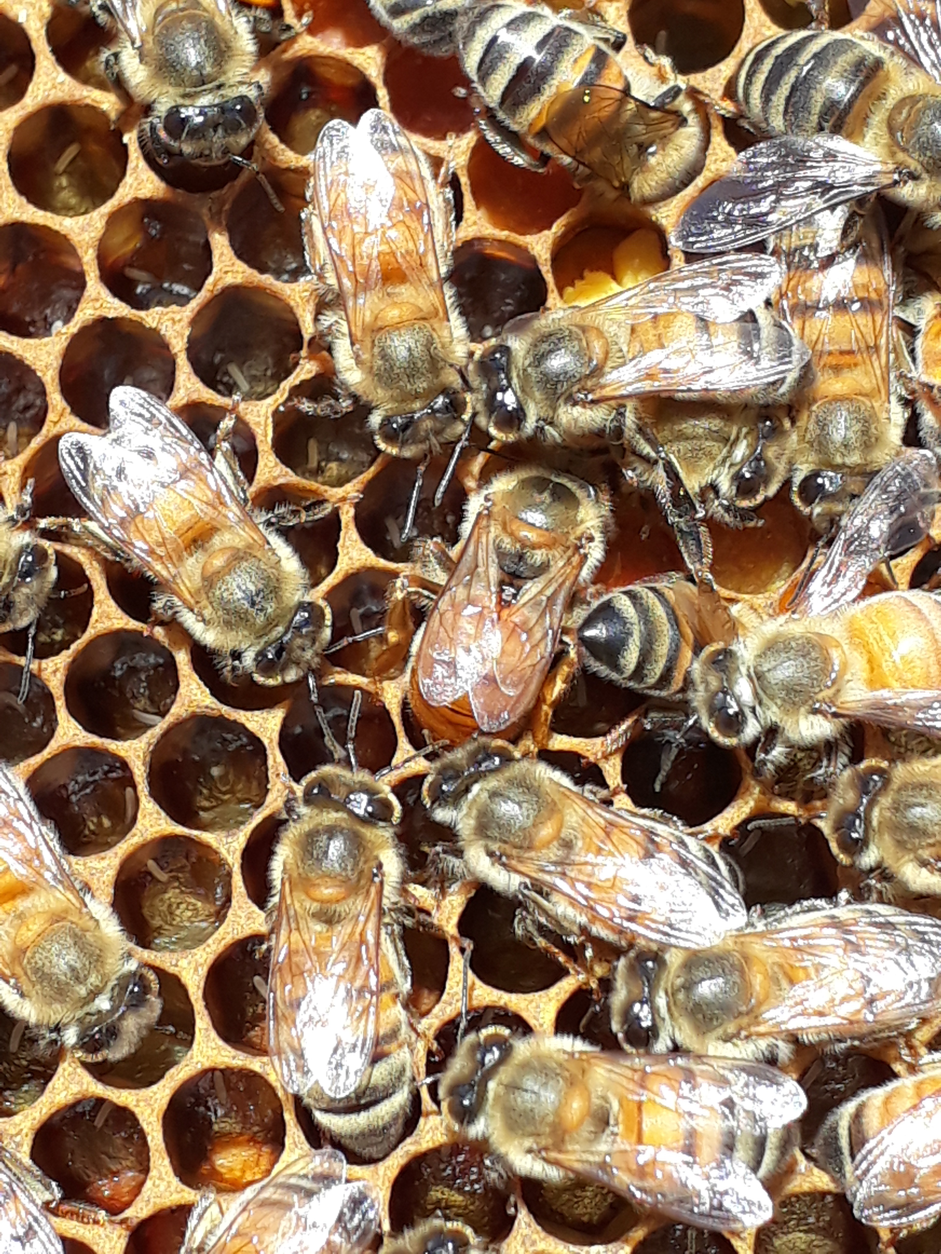 bienoplast DN doble wabenbreite apicultores alimenta a las abejas Bolso forraje apicultura 