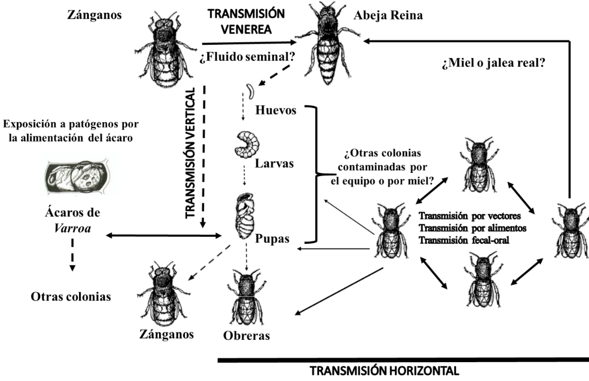 **Figura 2.7. Representación esquemática de las vías de transmisión de los virus en las abejas.**